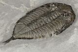 Dalmanites Trilobite Fossil - New York #99029-5